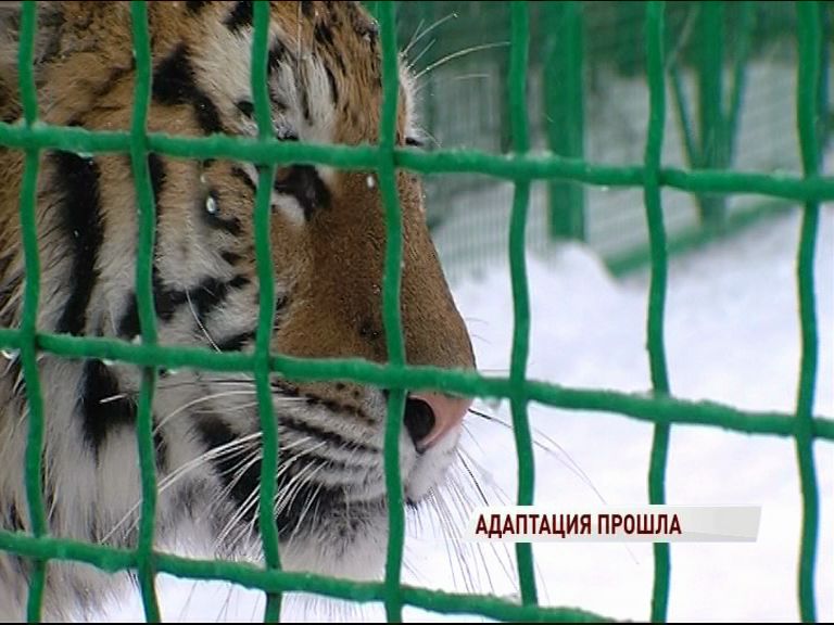 Новый питомец: в ярославском зоопарке появилась амурская тигрица