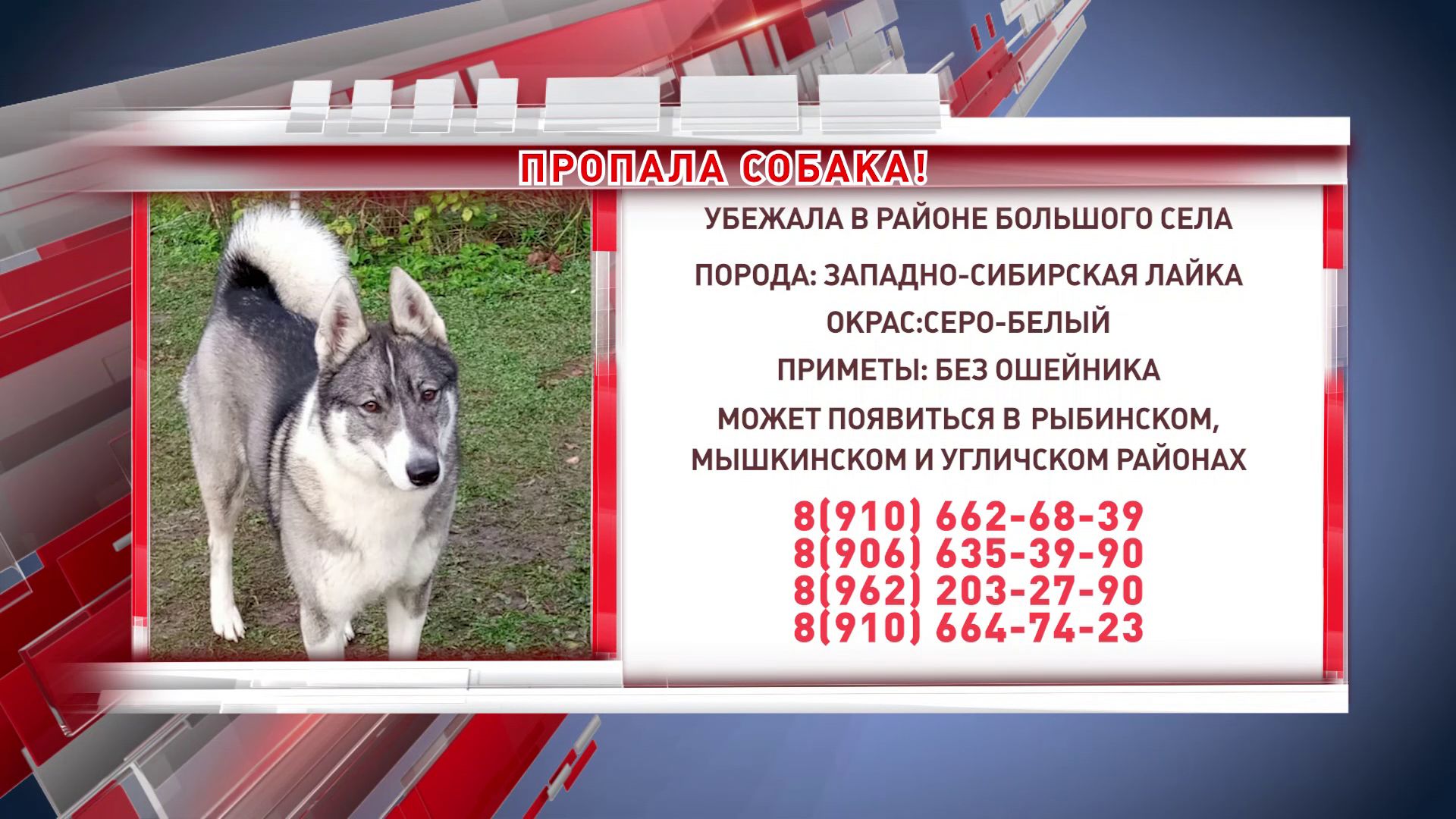 В трех районах Ярославской области ищут западно-сибирскую лайку