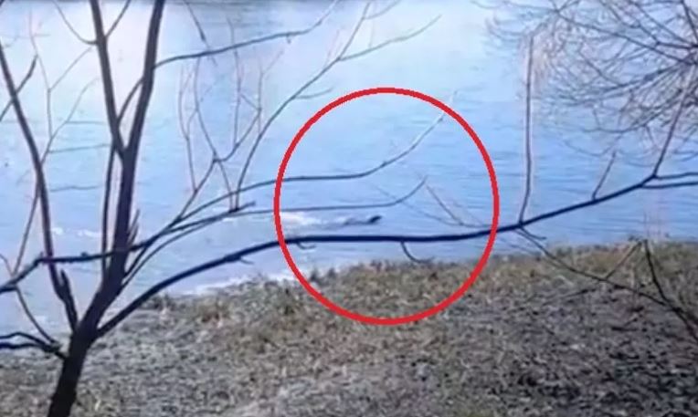 В Ярославле появился свой Несси?