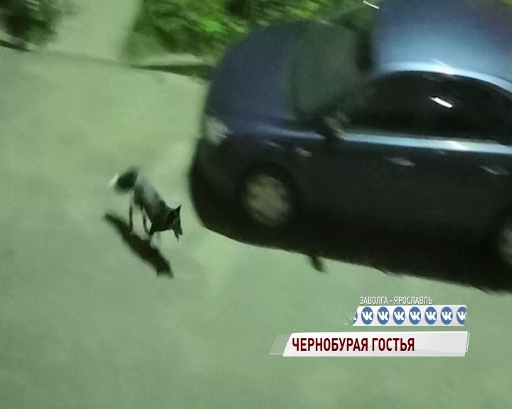 Черная лисица прогулялась по улицам Заволги