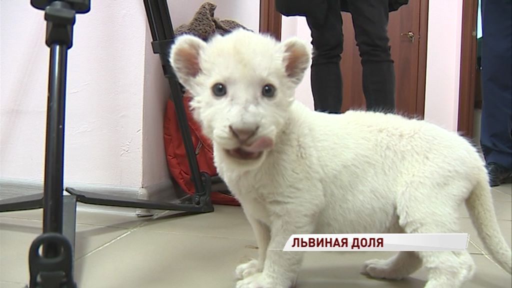 Ярославский зоопарк назвал имя маленькой львицы