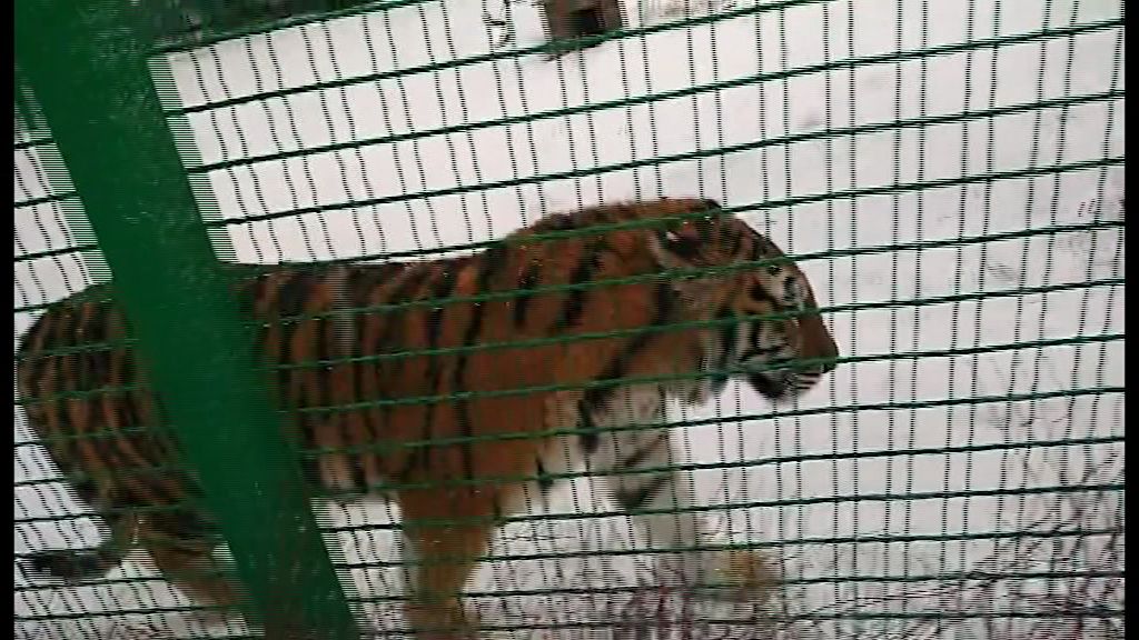 Новую жительницу зоопарка тигрицу Яшму представили ярославцам