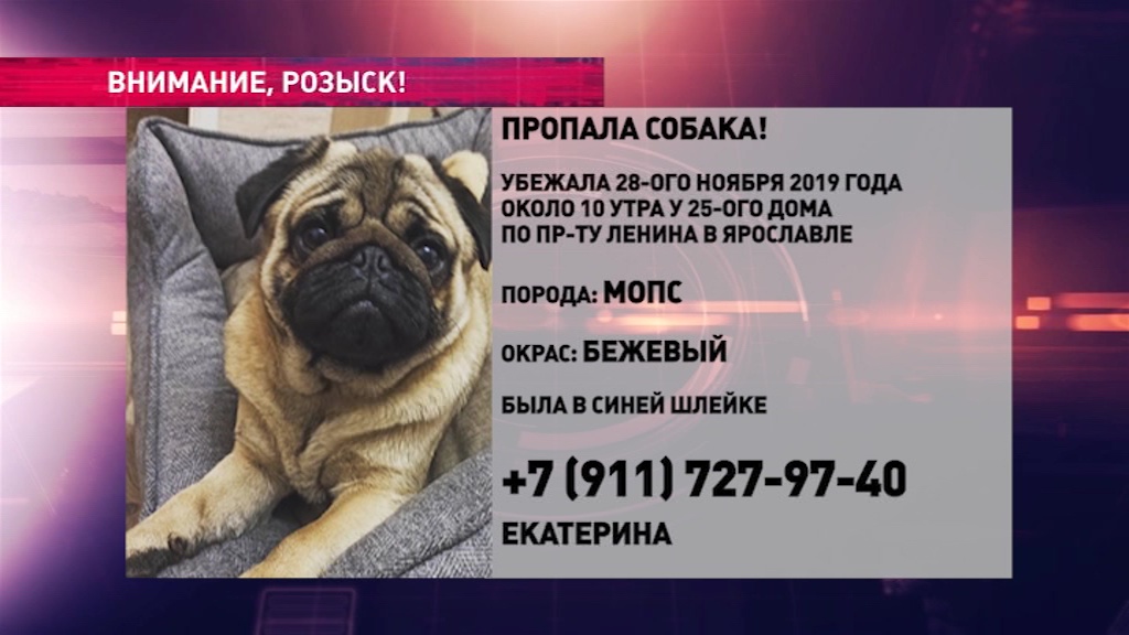 Помогите найти любимца: в Ярославле пропал мопс с синей шлейкой