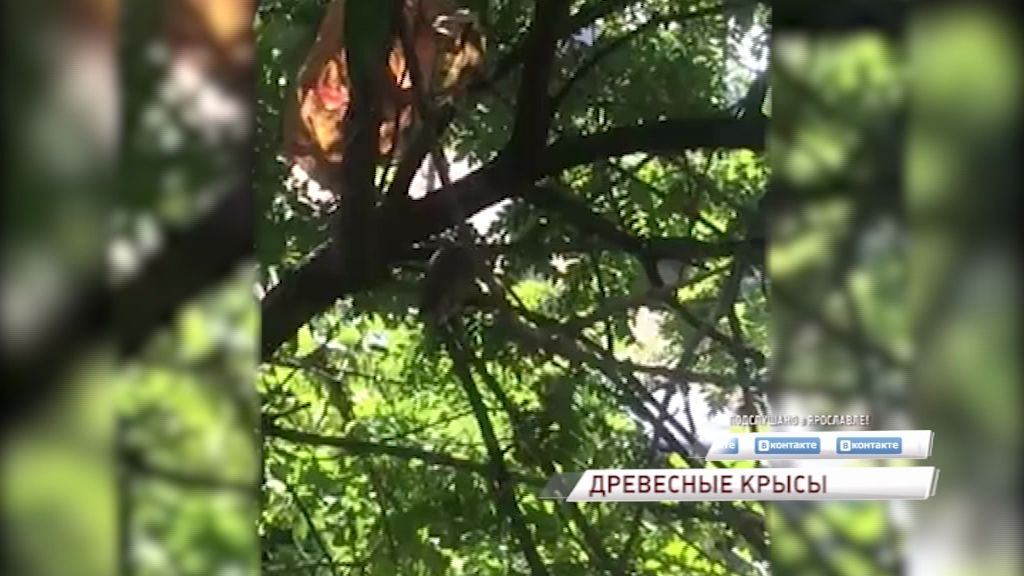 В Ярославле появились древесные крысы