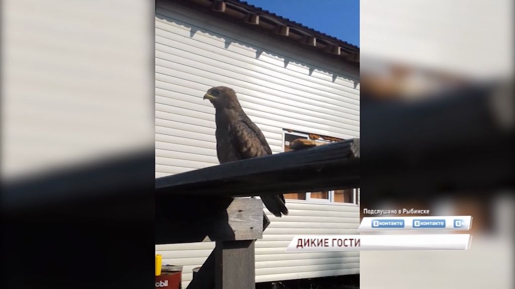 Ястреб залетел в гости к жителям села Покров