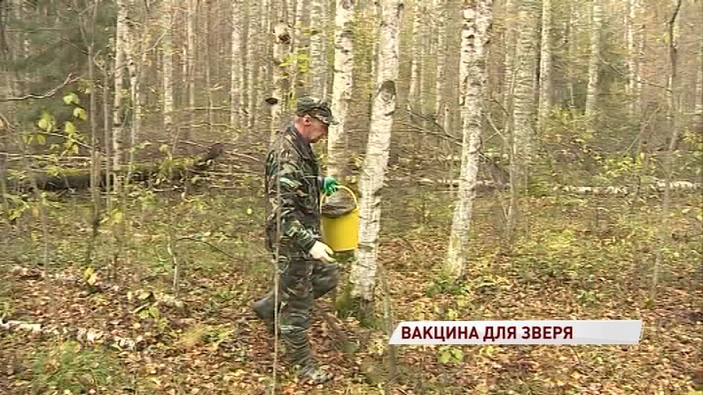 В лесах области снова нашли енотов с бешенством: как проводят профилактику опасной болезни