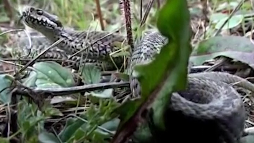 В Некоузском районе мужчину укусила змея: в местной больнице ему оказали помощь