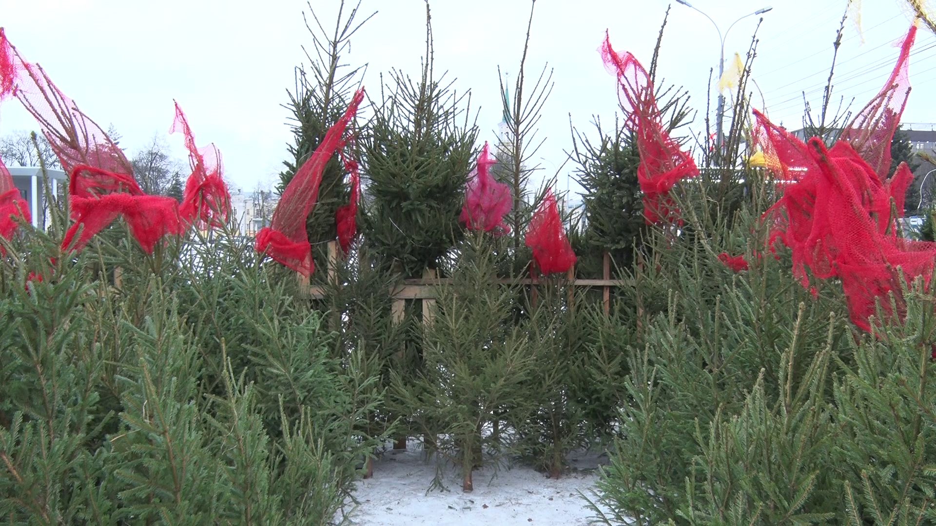 Новый год близко: выбираем лучшую елку