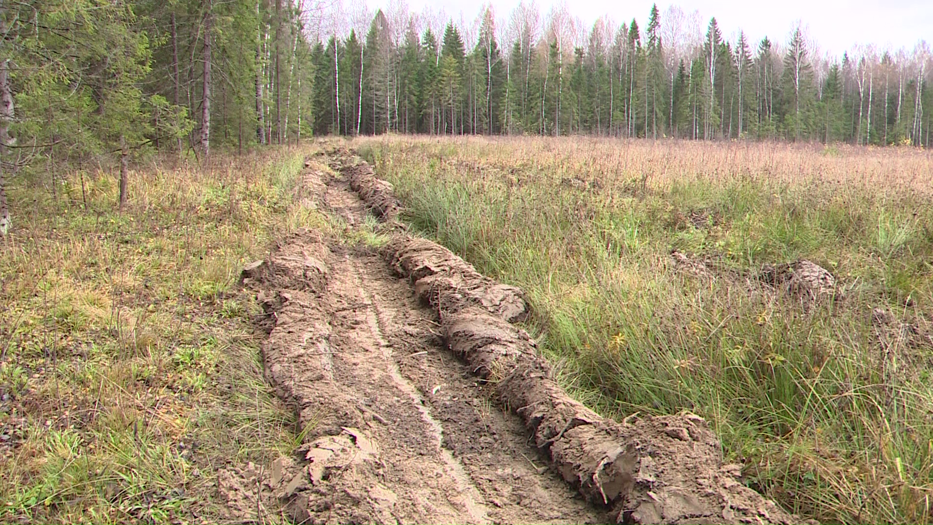 В регионе соотношение воспроизводства лесов и площадей вырубок приближается к ста процентам