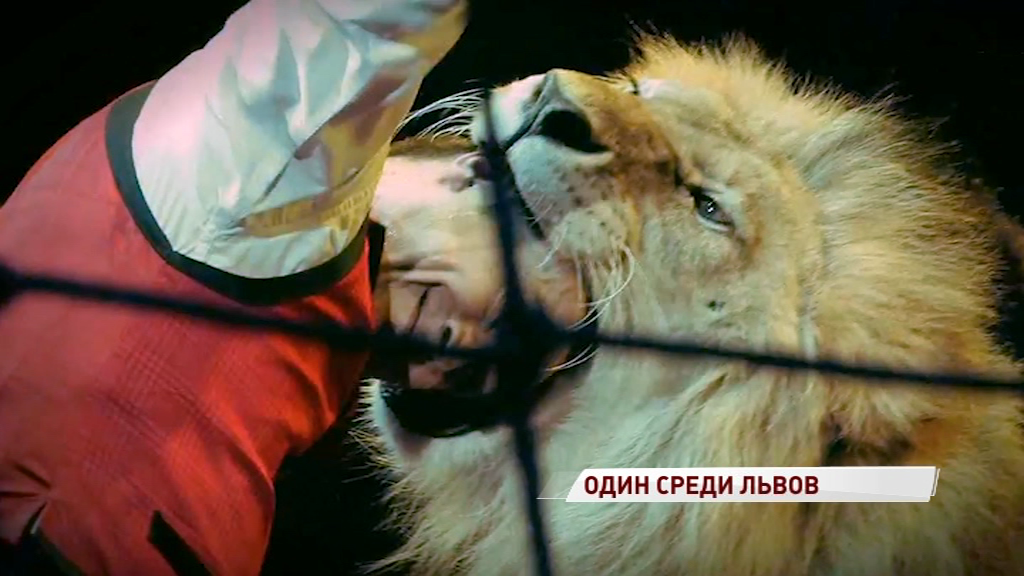 Один среди львов: чем удивила ярославцев программа – победитель фестиваля цирковых искусств