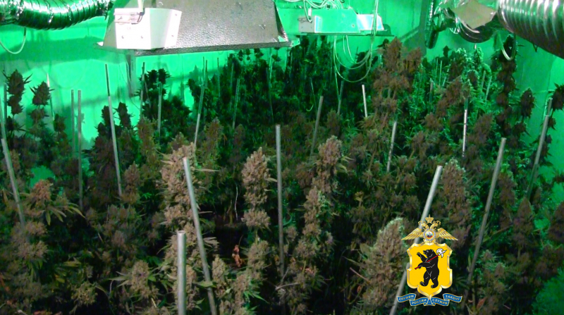 В Ярославле задержали банду, выращивающую в домах коноплю в промышленных масштабах