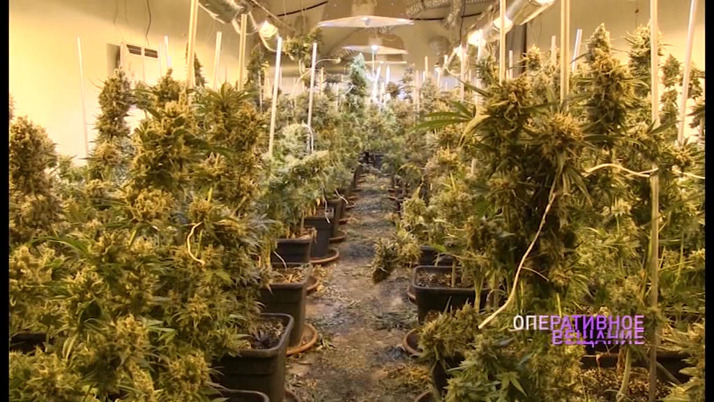 В Ярославле «накрыли» конопляные джунгли: изъято 36 килограммов запрещенных растений