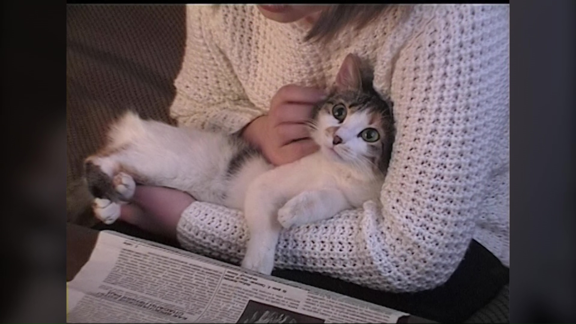 «75 лет Великой Победе»: как ярославские коты спасали блокадный Ленинград