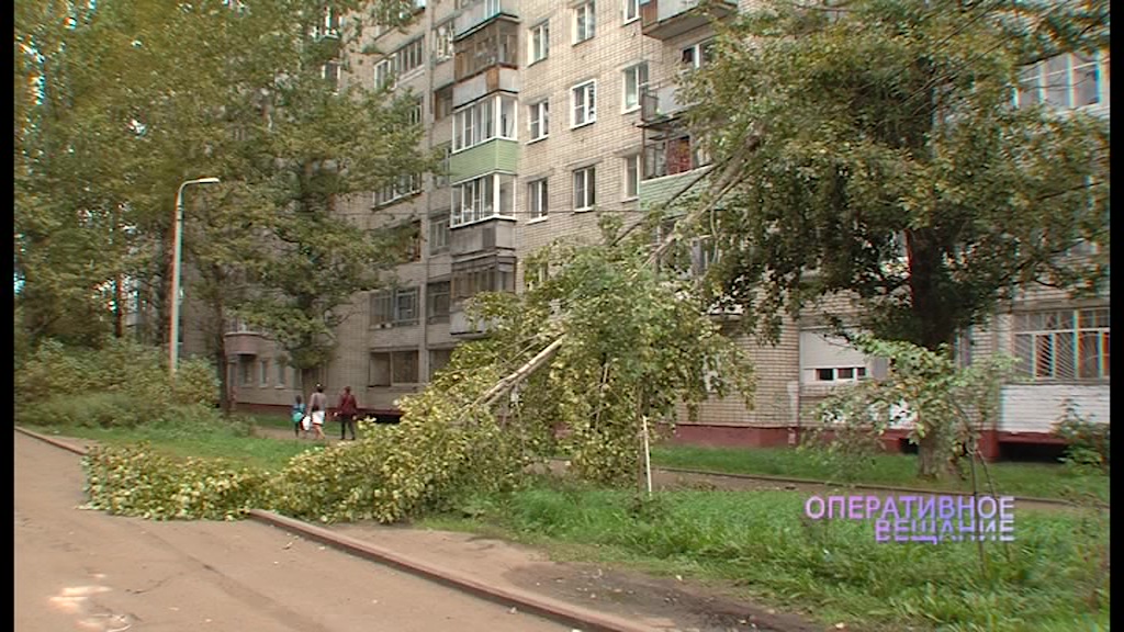 В Брагине дерево упало прямо на электрические провода