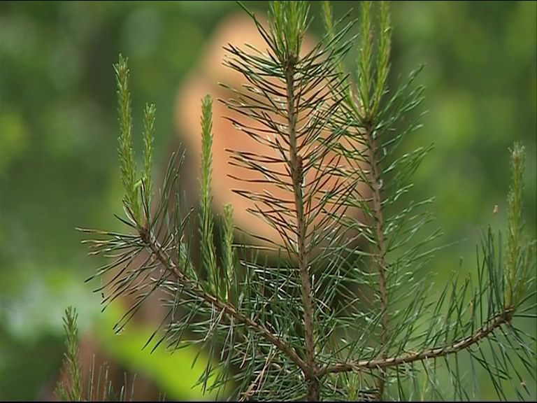 В Ярославской области возрождены два лесопитомника