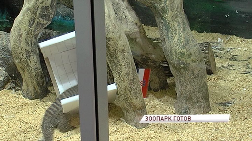 Ярославские мангусты предсказали исход матча Россия - Хорватия