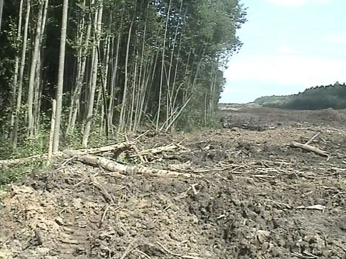 Незаконно рубил лес