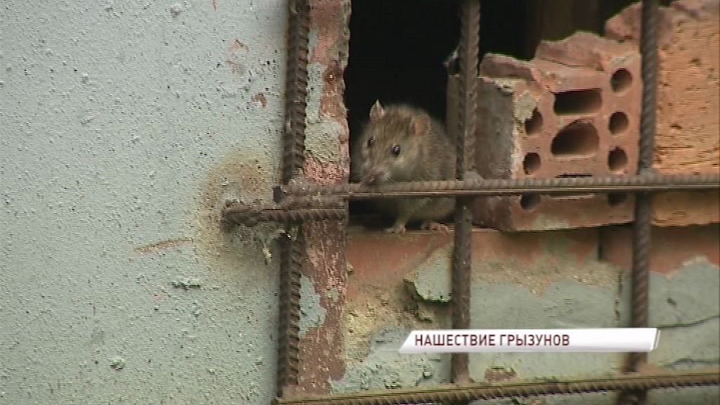 Нашествие крыс в ярославских домах: кто виноват