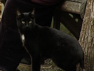 В поисках колдуньи