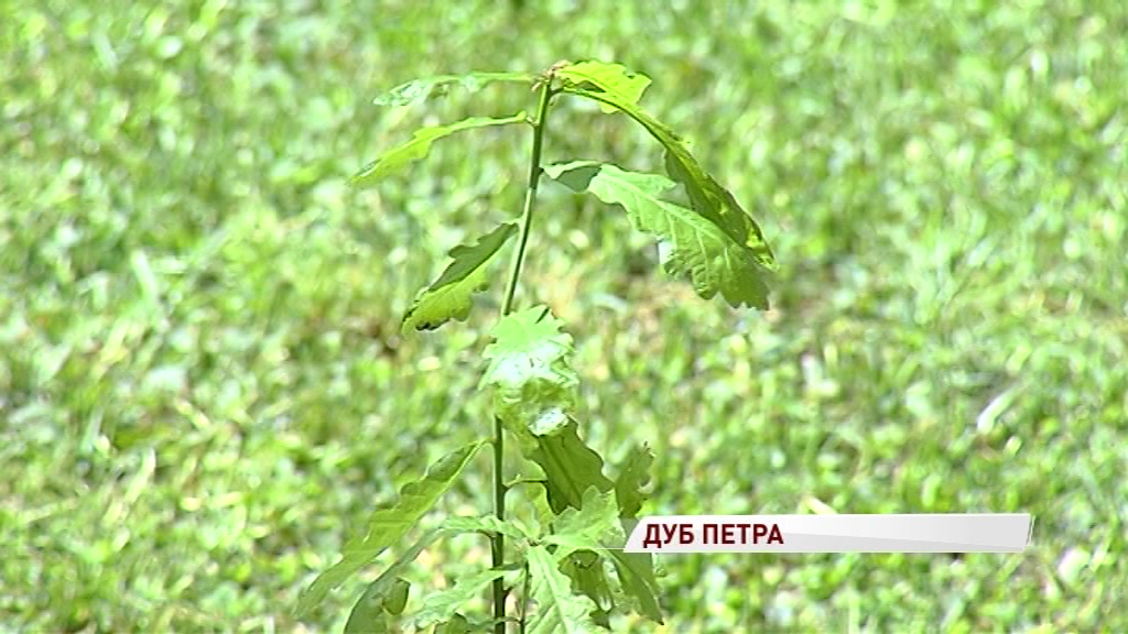 Семью губернаторских деревьев пополнил Петровский дуб