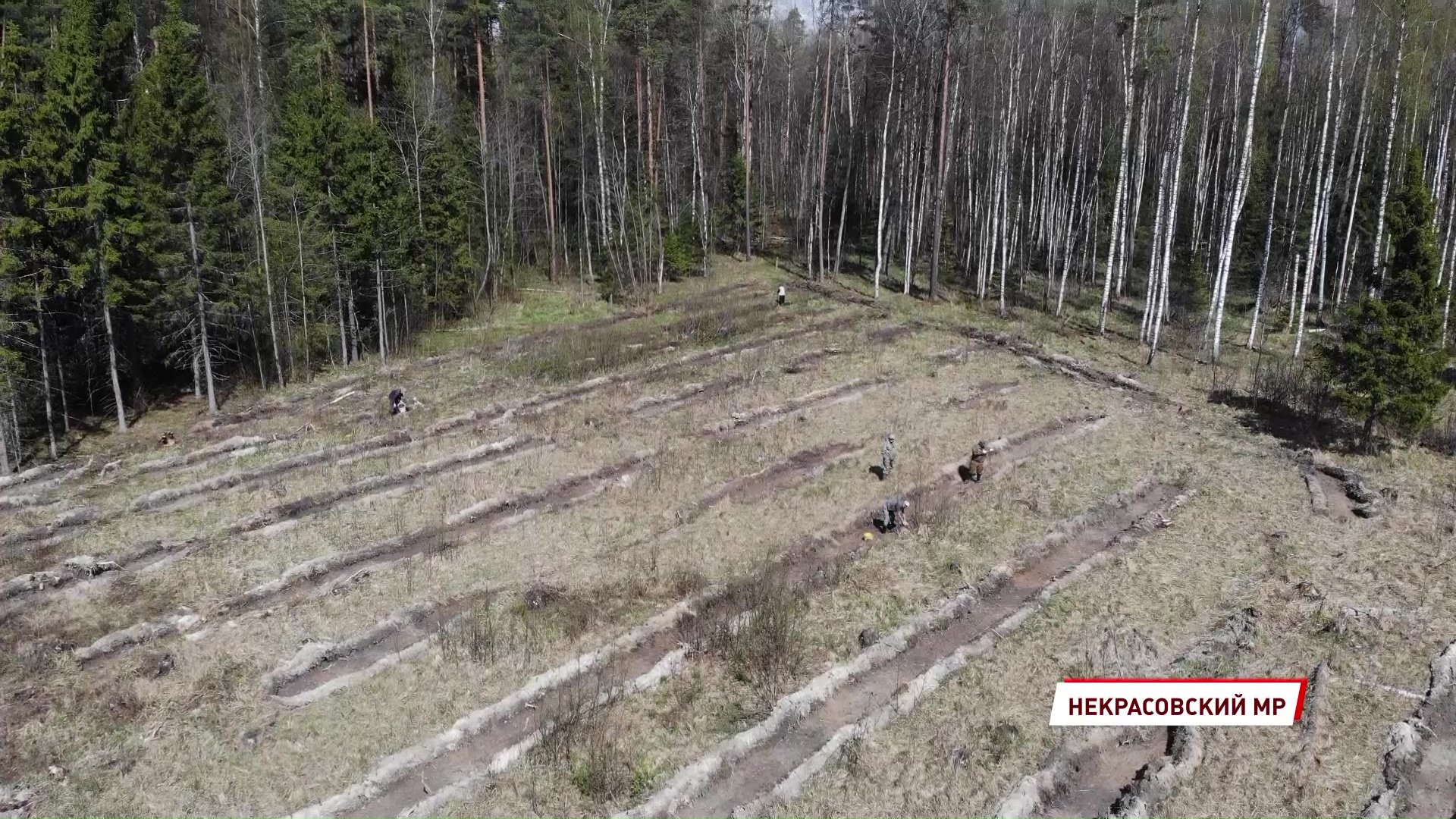 Специалисты начали высадку молодых деревьев в лесах Ярославской области