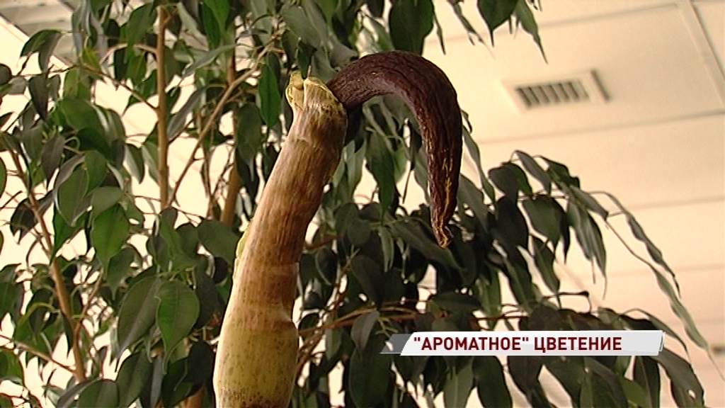 В легкоатлетическом манеже скоро распустится цветок с запахом тухлого мяса