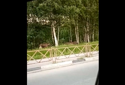 Лоси опять штурмуют улицы Ярославля
