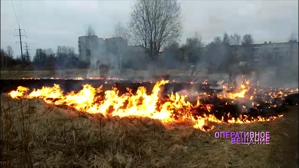 Первый поджигатель сухой травы попался правоохранительным органам