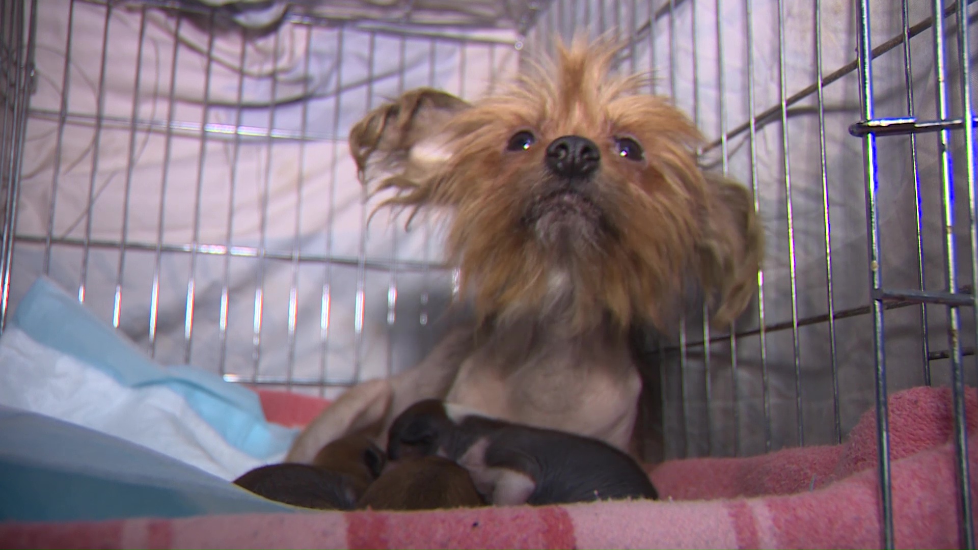 Пожар в ярославской квартире помог спастись собакам, жившим в антисанитарных условиях без еды