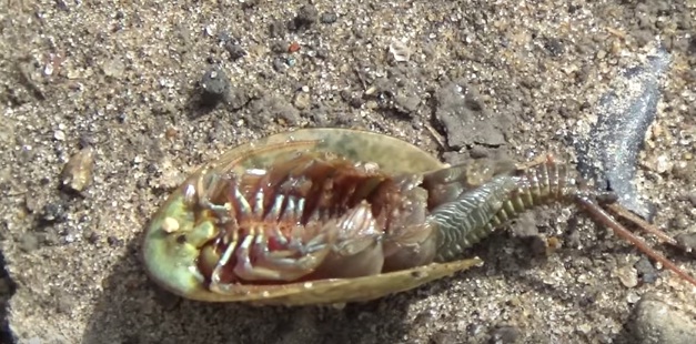 В Ярославле в луже нашли ровесников динозавров