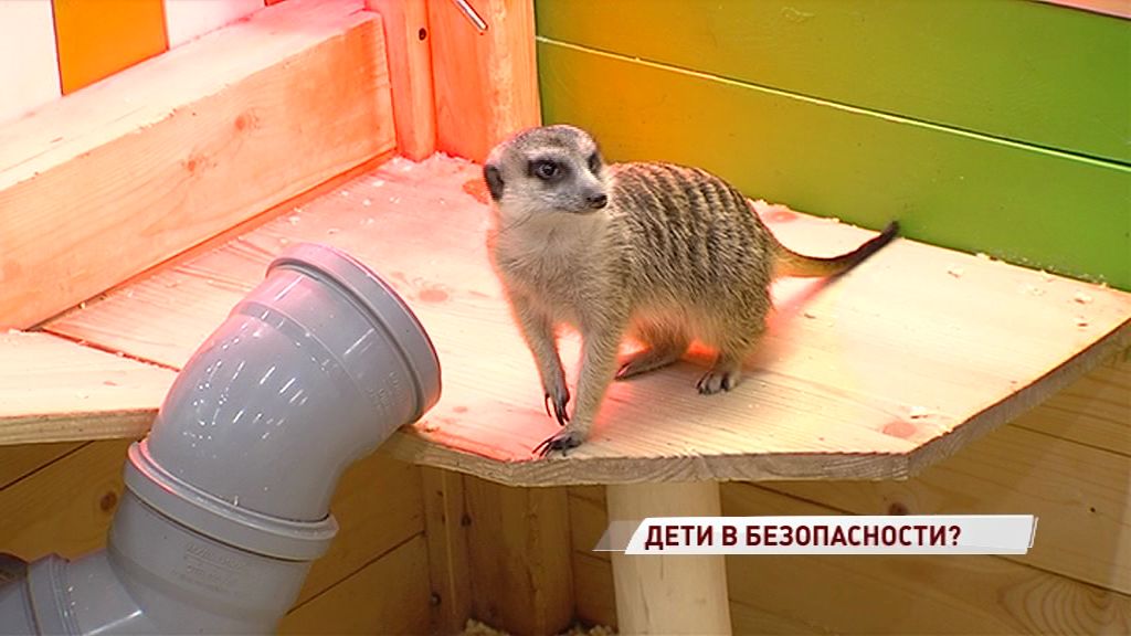 Опасные клетки и животные без паспортов: в ярославский контактный зоопарк нагрянула проверка