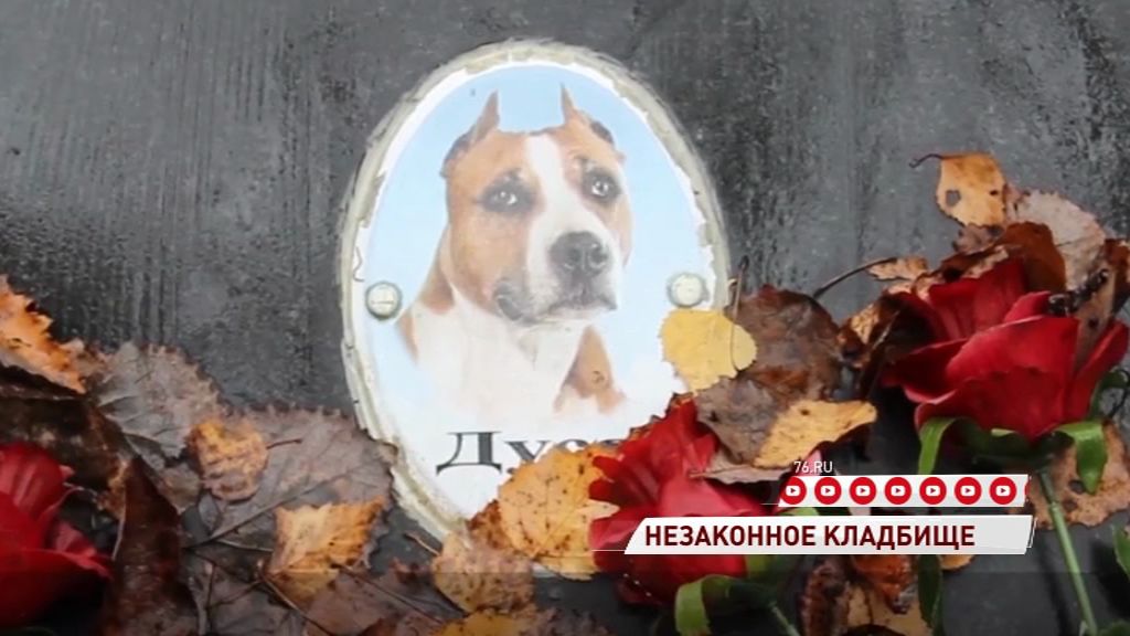 Природоохранная прокуратура возбудила дело из-за незаконного кладбища домашних животных