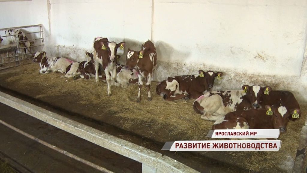 Техник искусственного осеменения из Ярославской области стала бронзовым призером профессионального конкурса