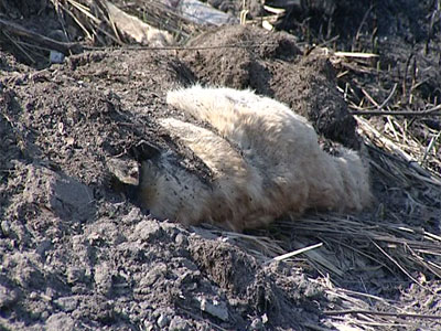 Тутаевский собаконенавистник