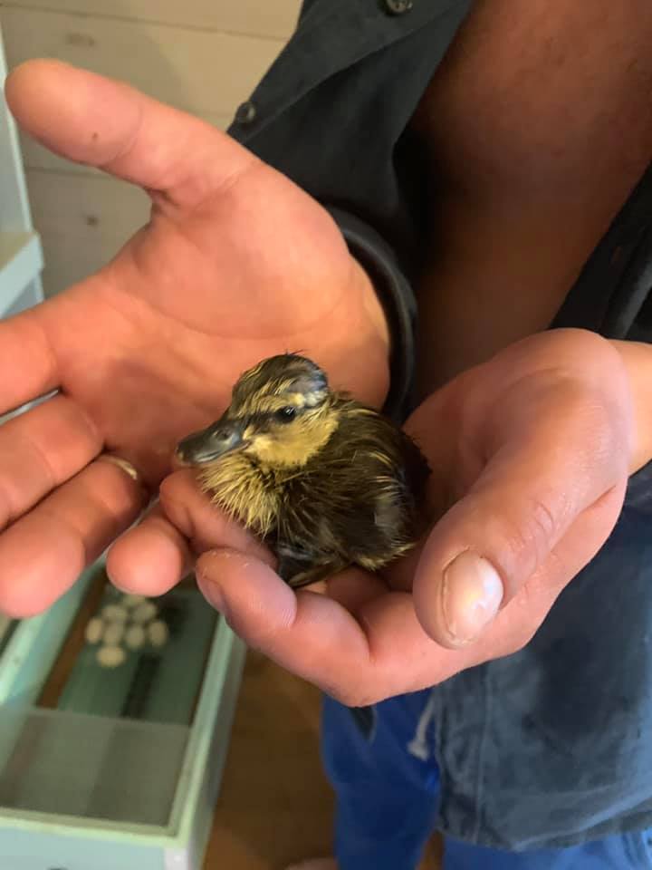 ВИДЕО: Депутат муниципалитета помог вылупиться утятам