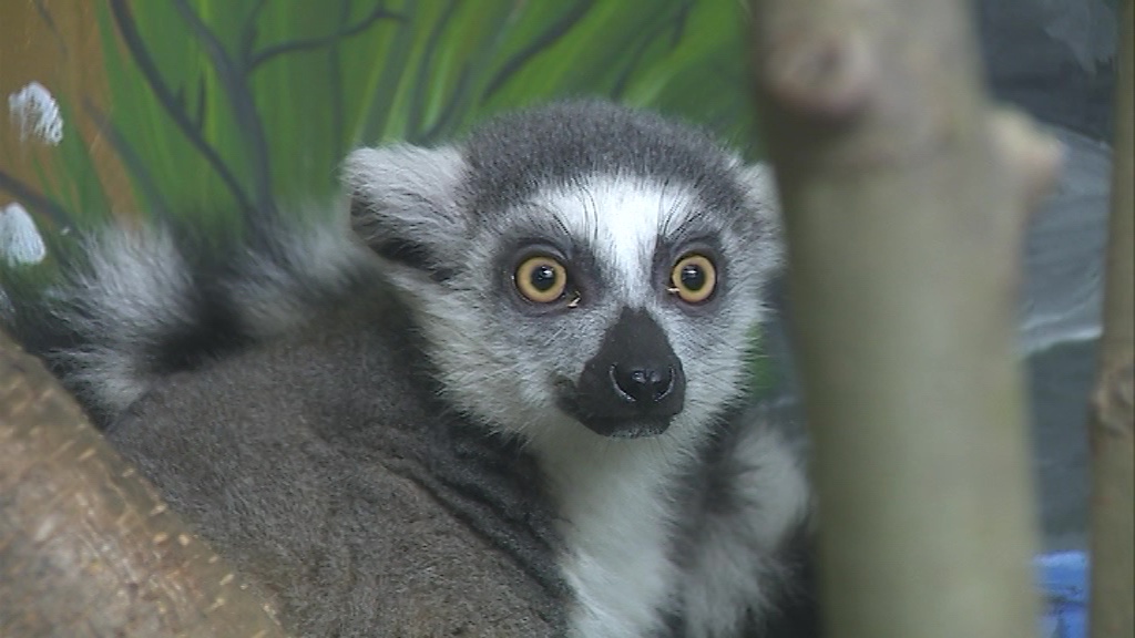Стало известно, как назовут ярославского лемура