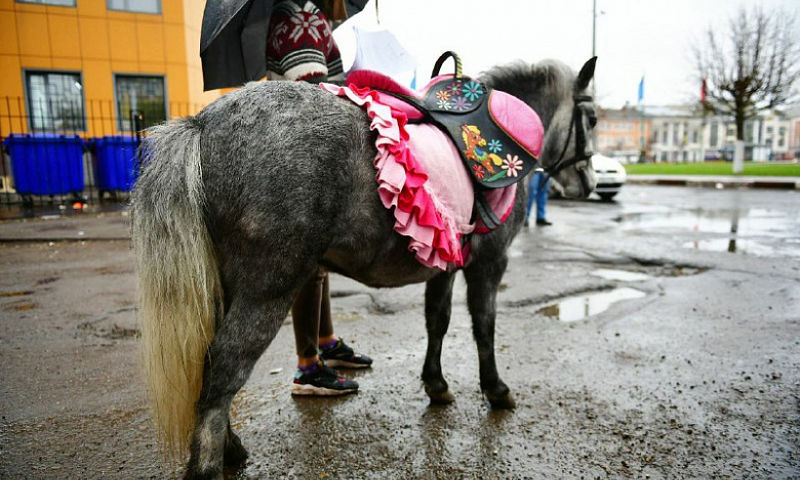 Власти Ярославля обвинили лошадей в порче городского имущества