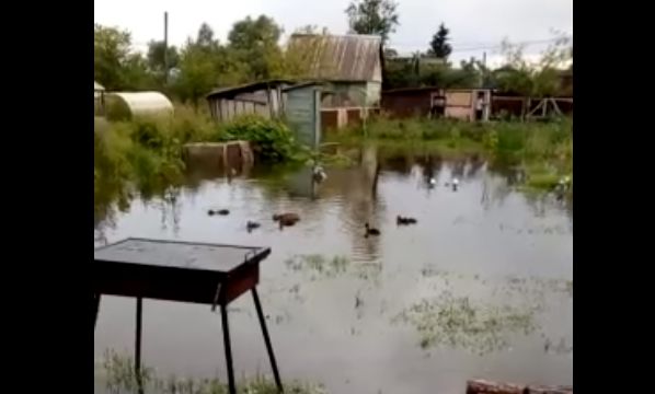 ВИДЕО: под Ярославлем на дачном участке поселились утки