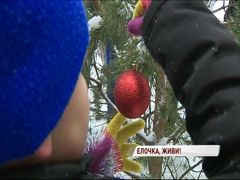 «Елочка, живи»: предновогодняя акция стартовала в Ярославской области