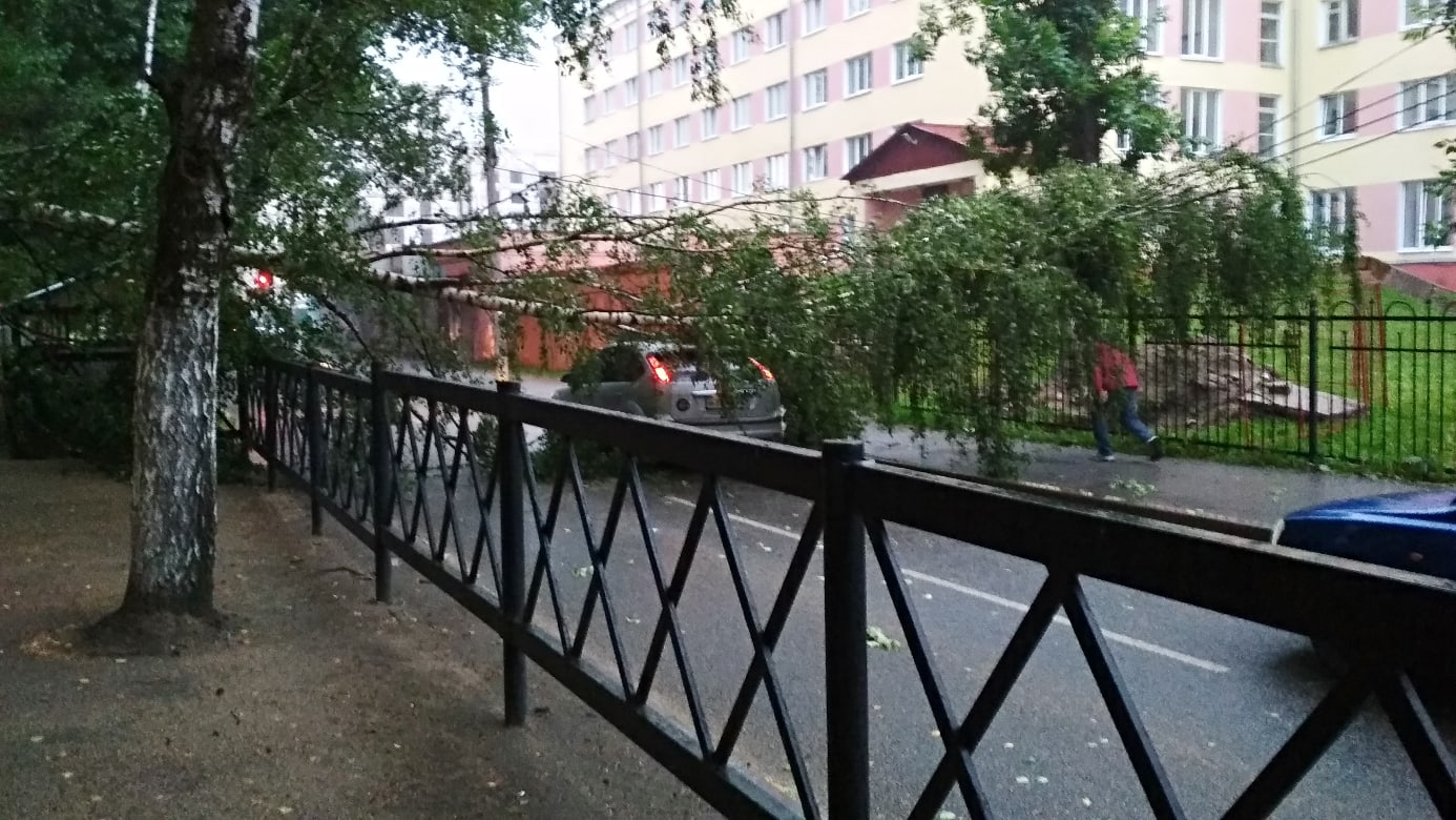 Гроза повалила несколько деревьев в Ярославле