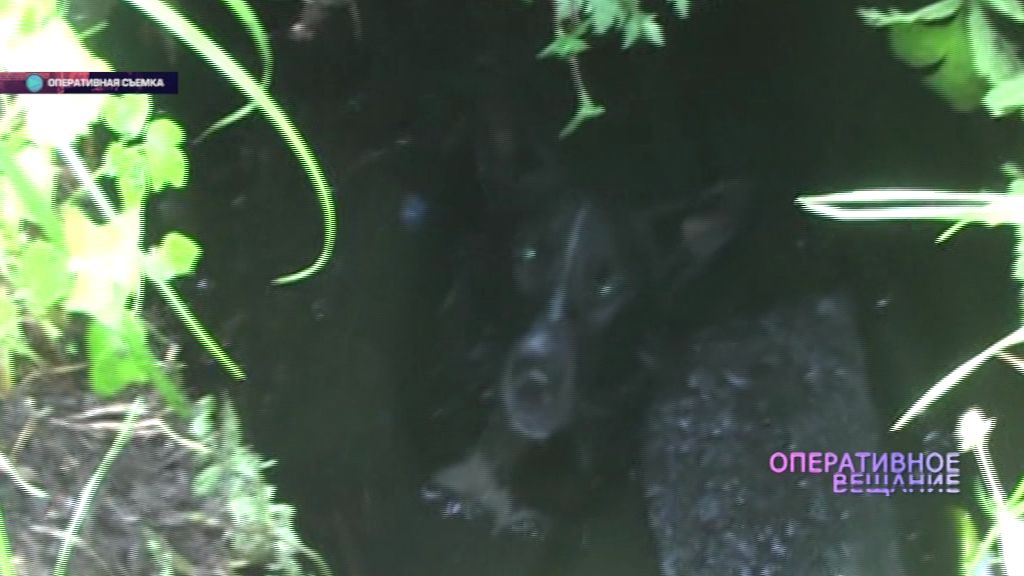 В Ярославле дворняга провалилась в колодец: собаку вытащили спасатели