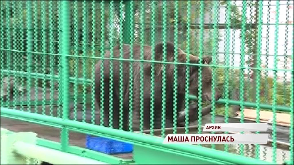 В Ярославле проснулась медведица Маша