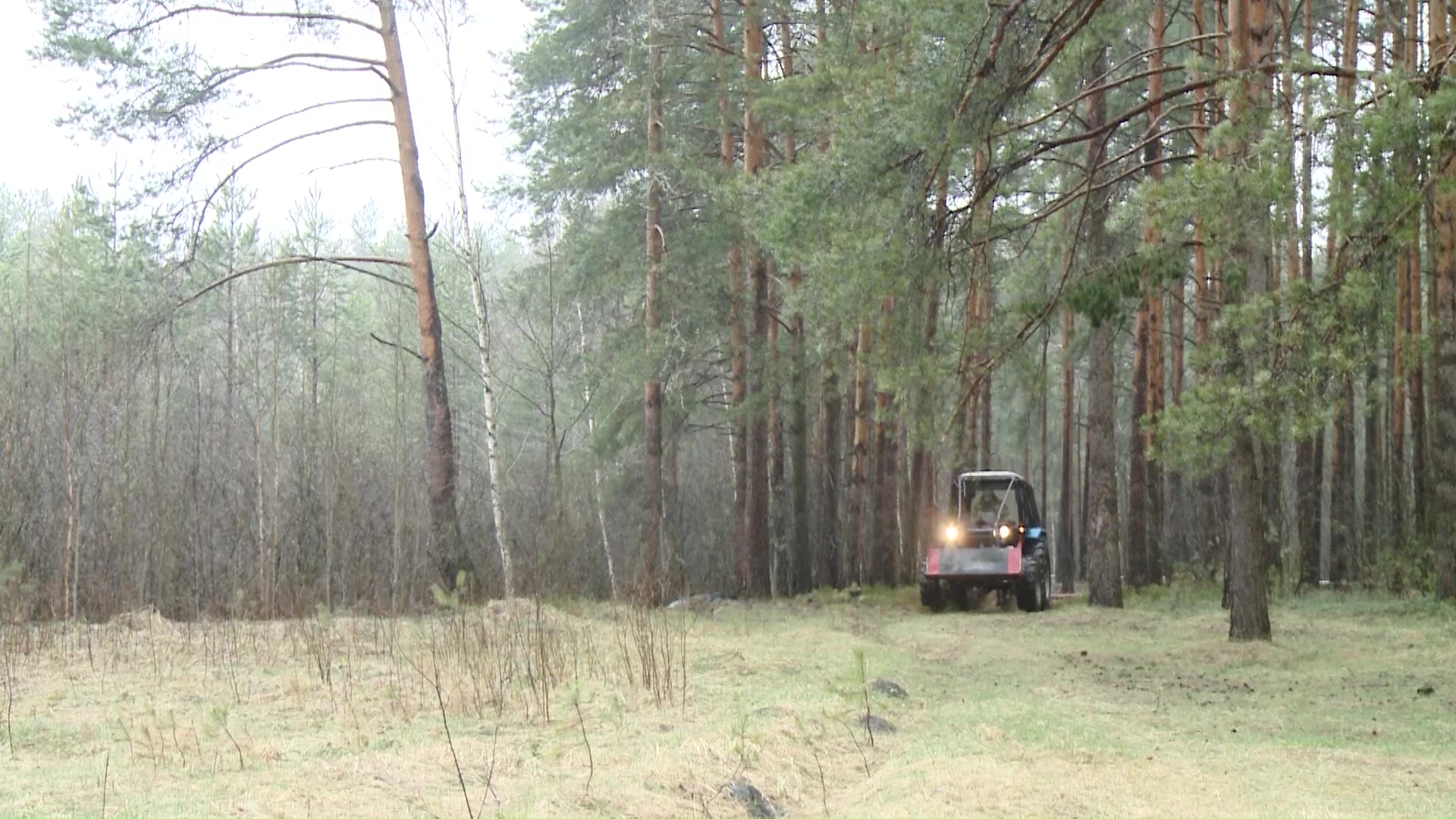 В Ярославской области на три недели запретили посещать леса