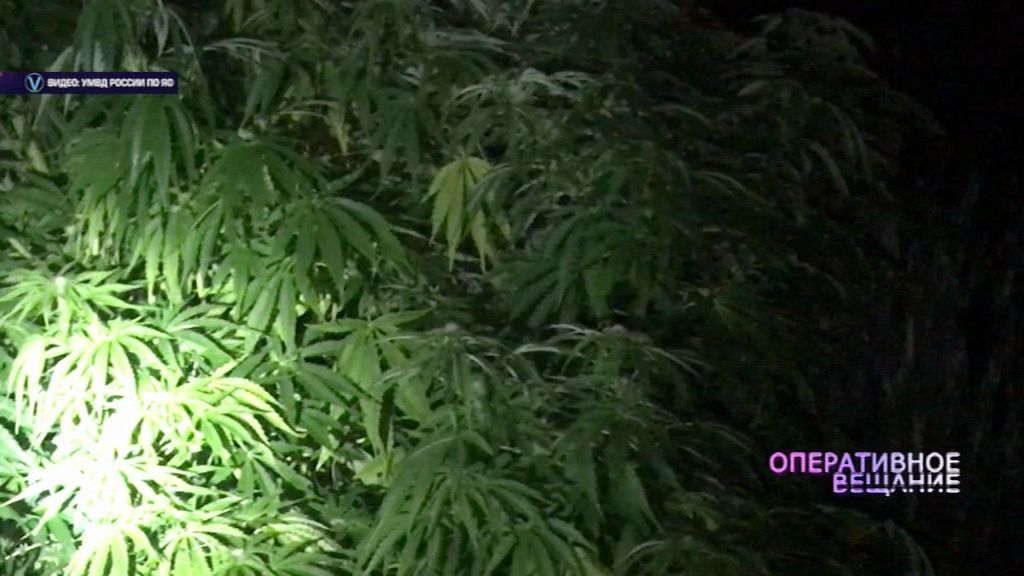 В Рыбинске задержали «садовода», вырастившего 50 кустов марихуаны