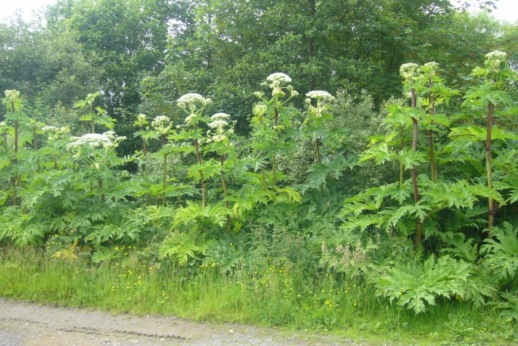 В области бороться с борщевиком будут по-серьезному: власти разработают программу