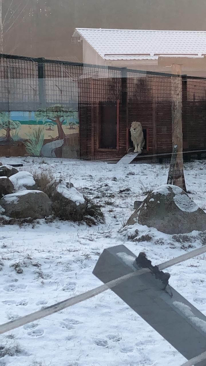 В ярославском зоопарке скончалась белая львица