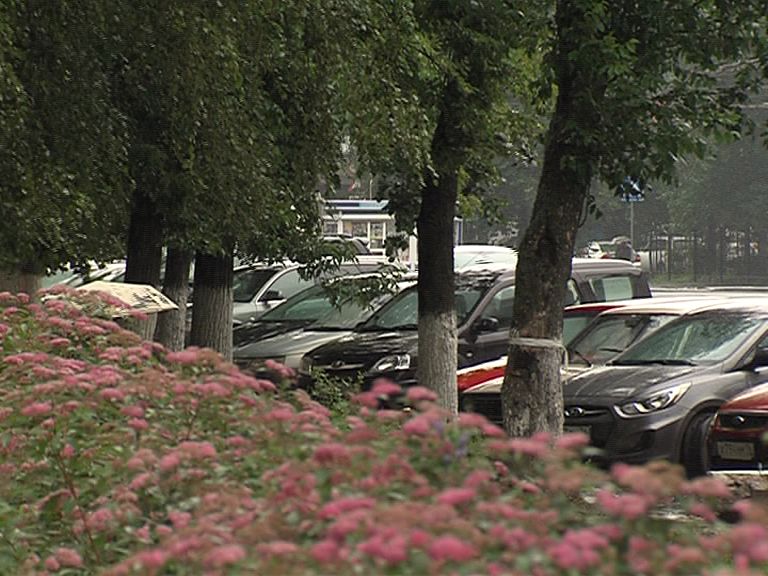 Сдует с ног и сломает ветки: синоптики предсказывают сильный ветер