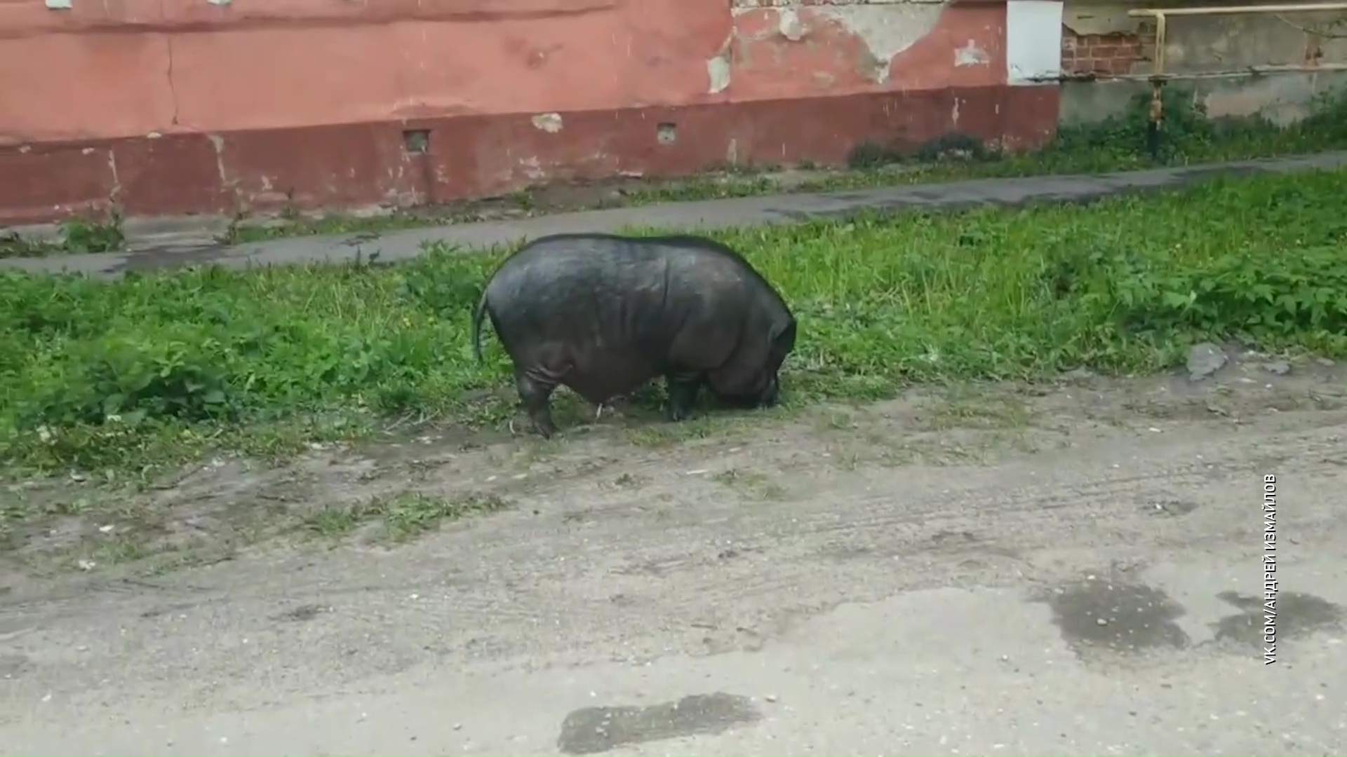 В Переславле карликовую домашнюю свинью приняли за дикого кабана