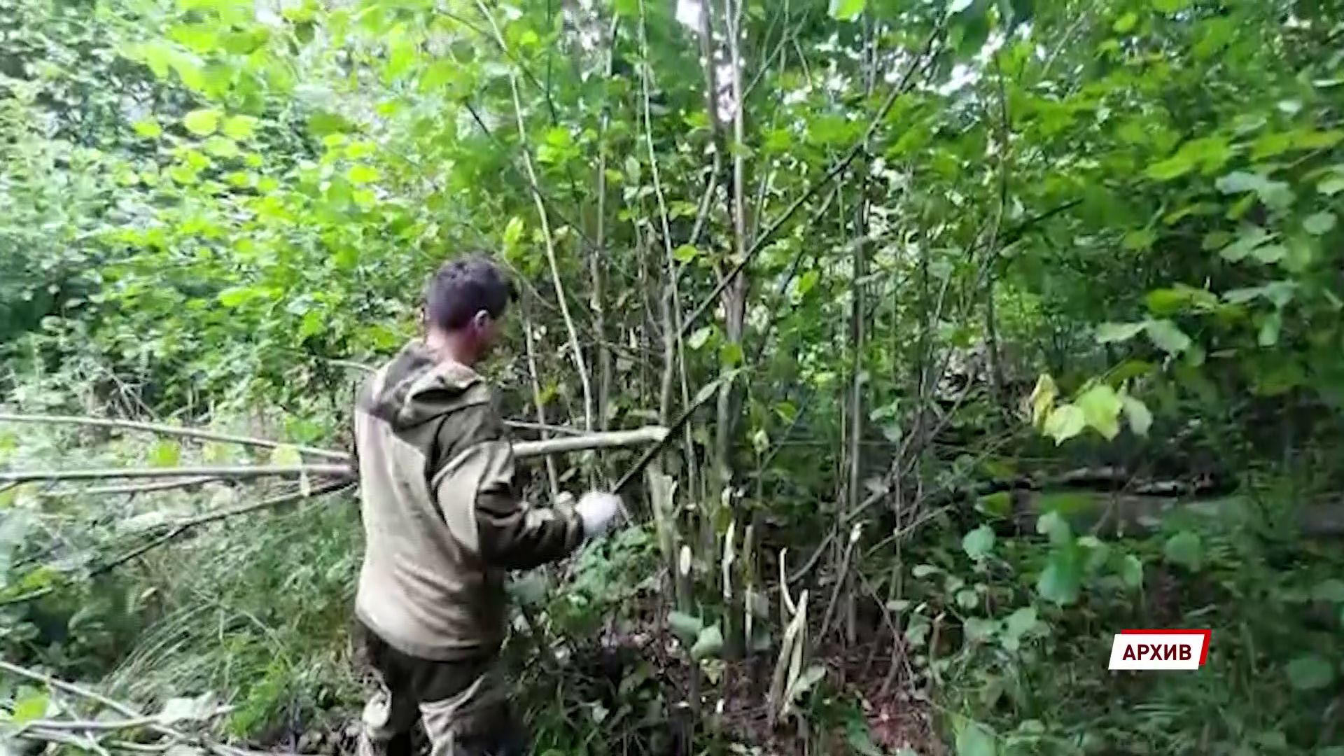 Рыбинец вырубил лес на три миллиона рублей