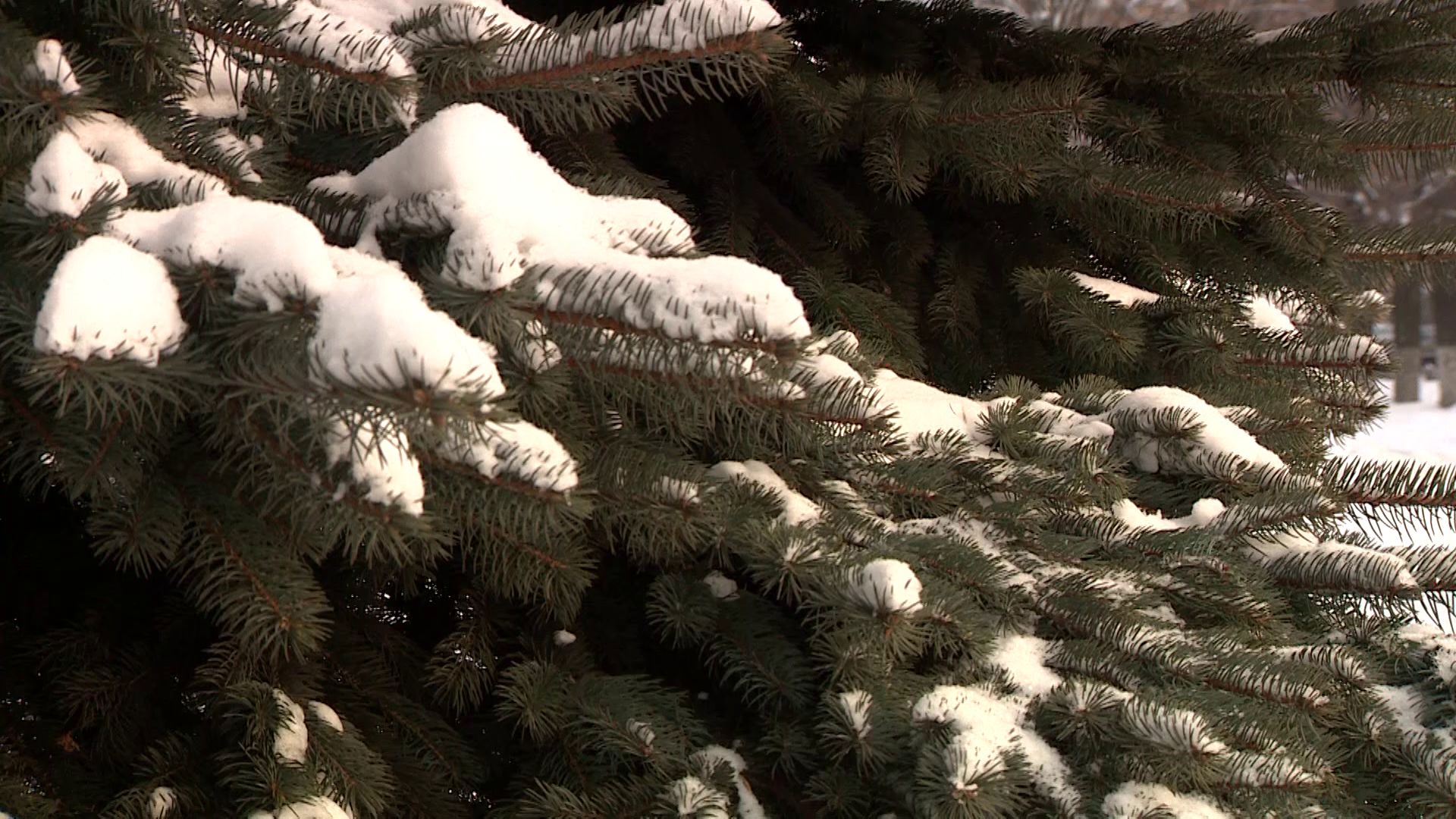 Ярославцы рассказали, как провели 2020 год